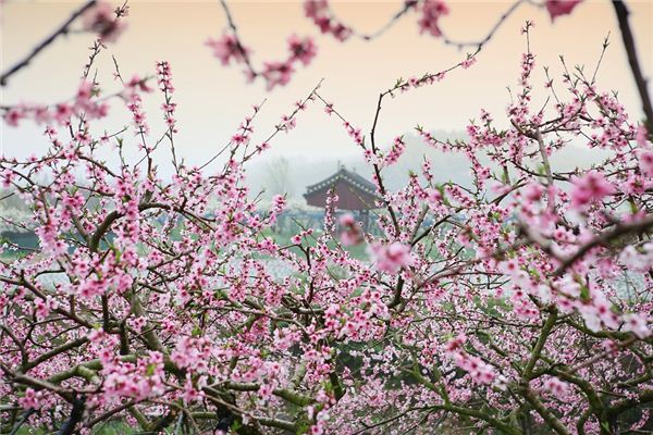 梦见桃花盛开是什么意思
