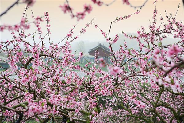 梦见桃树开花是什么意思 梦见桃树开花是什么意思