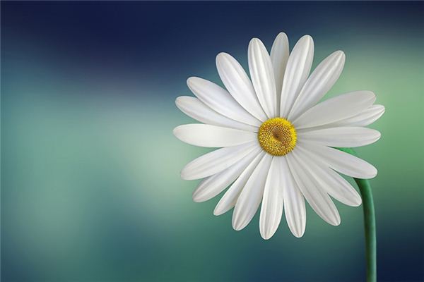 梦见白色的花是什么意思 梦见白色的花是什么意思