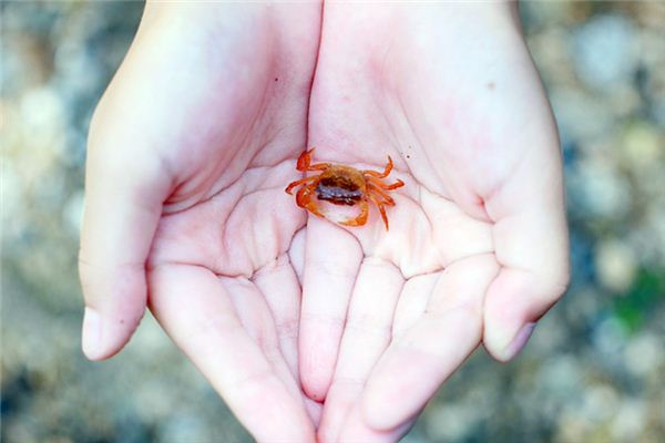梦见孕妇螃蟹是什么意思 梦见孕妇螃蟹是什么意思