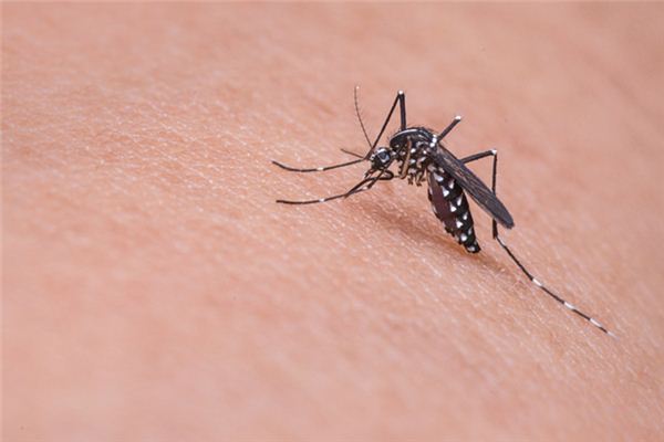 梦到虫子钻到皮肤里 梦到虫子钻到皮肤里