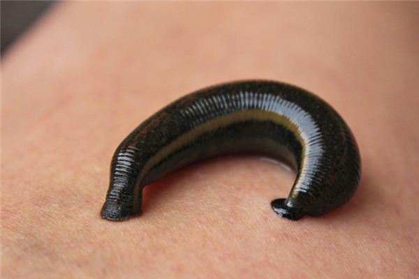 梦见从身上拔出蚂蝗 梦见从身上拔出蚂蝗