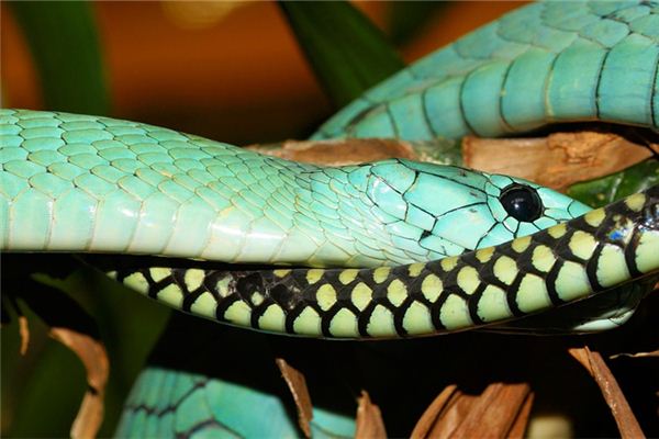 梦见无头蛇还活着 梦见无头蛇还活着