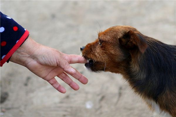 梦见小孩被狗咬