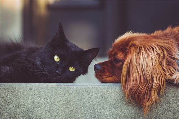 梦到猫和狗同时出现