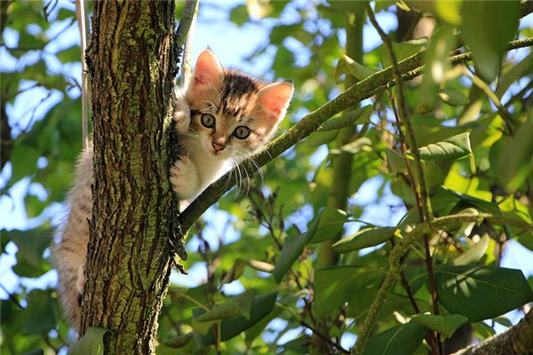 梦见猫是什么预兆 梦见猫：捕鼠得财，食蝶不祥《梦见猫:捕鼠得财,食蝶不祥什么意思》 周公解梦