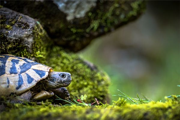 梦见捡到乌龟