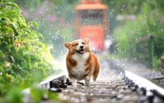 you管
