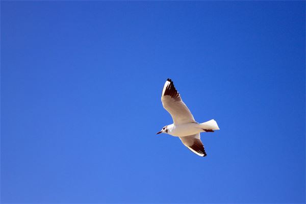 梦见海鸥 梦见海鸥：海鸥飞翔，收获满仓《梦见海鸥:海鸥飞翔,收获满仓的鱼》 周公解梦