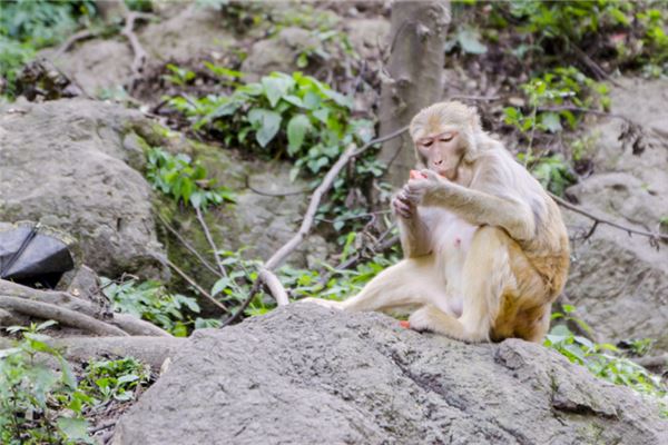  属猴害太岁如何化解《属猴害太岁如何化解吉凶》 生肖运势