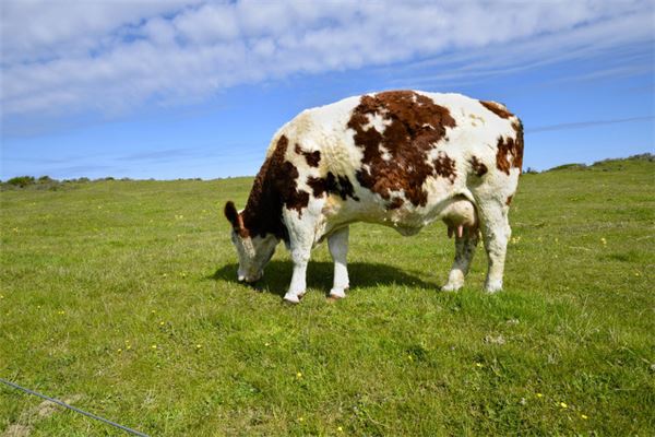  牛人20年每月运势《牛人2020年每月运势运程》 生肖运势