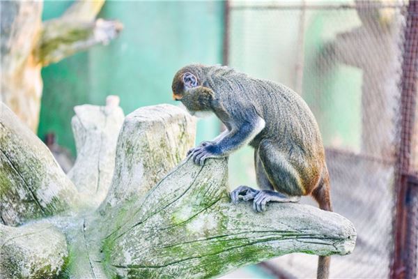  属猴的今年虚岁多大《属猴的今年虚岁多大岁数》 生肖运势