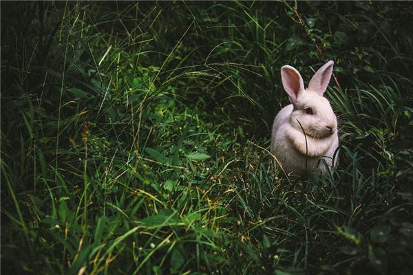  兔年人在鼠年的运程《兔年人在鼠年的运程怎么样》 生肖运势