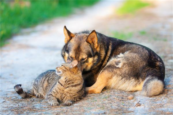 梦见猫狗同时出现在家