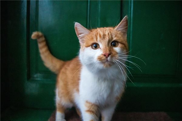 梦见很多猫在家里睡觉不走，解读梦境中的神秘信息
