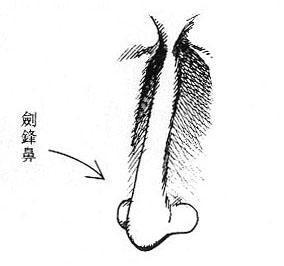 女人面相算命图解