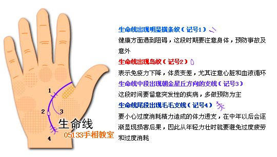 生命线图解 生命线分叉