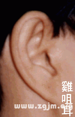 面相分析:5、上停─耳
