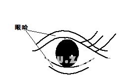 眼睑
