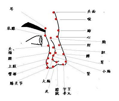 鼻子望诊