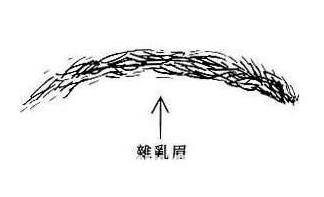 杂乱眉