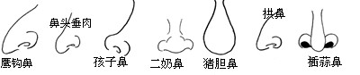 鼻子看一个人的性格与能力