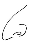 鹰嘴鼻