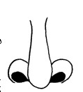 插苏鼻