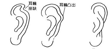 猪耳