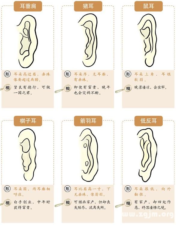 男人耳朵形状图看相图片