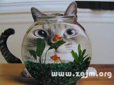 塔罗测试：你适合犬系男or猫系男