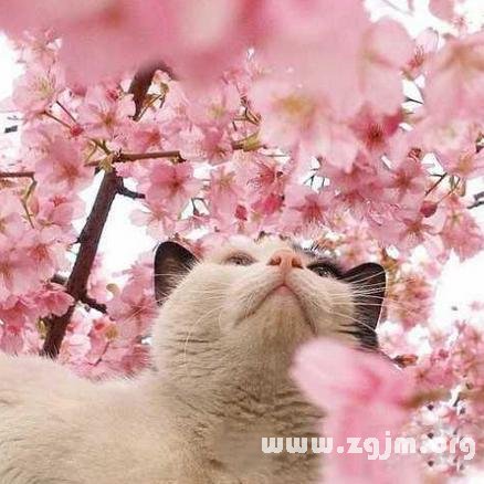 塔罗测试你的人品咋样?